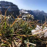 公寓 Zummer Frei Dolomites Meadow 皮耶韦迪卡多雷