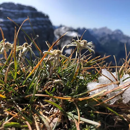 Lejlighed Zummer Frei Dolomites Meadow Pieve di Cadore